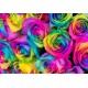 Two Dozen Rainbow Rose Bouquet