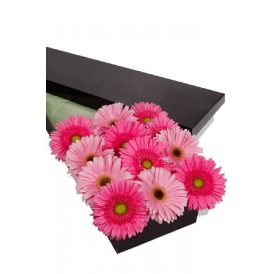 12 Gerberas Presentation Box